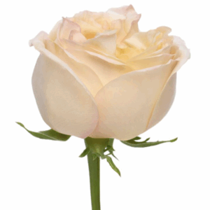 ROSE CREAM XPRESSION - 40 CM